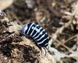 Zebra Isopods