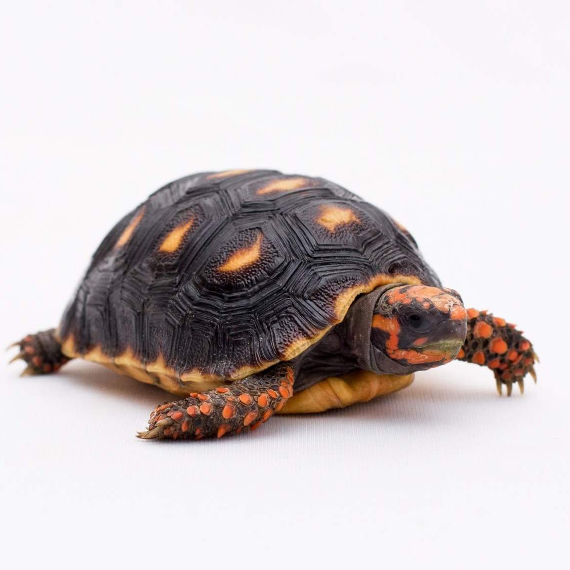 Redfoot Tortoise for sale - Adams Reptiles