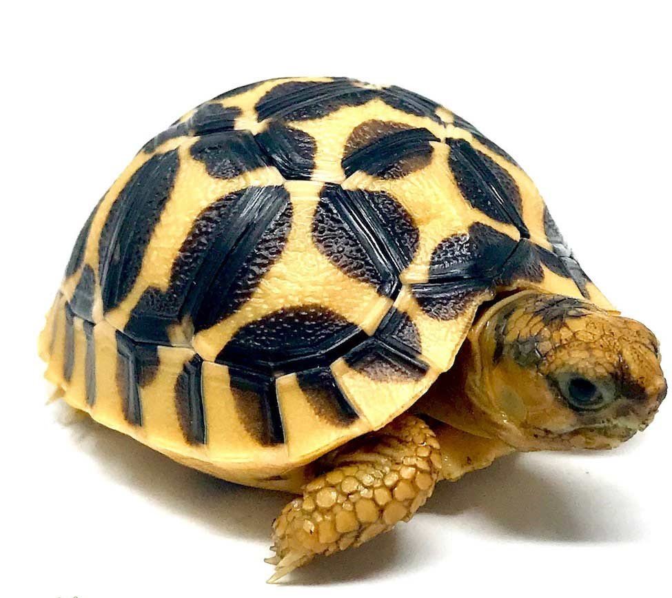 Baby Sri Lankan Star Tortoise - Adams Reptiles