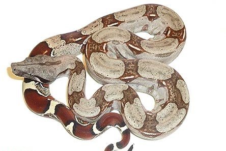 Suriname Redtail Boa #1 - Adams Reptiles