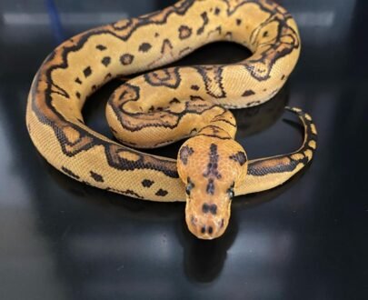 Fire Leopard Clown Het Pied Ball Python