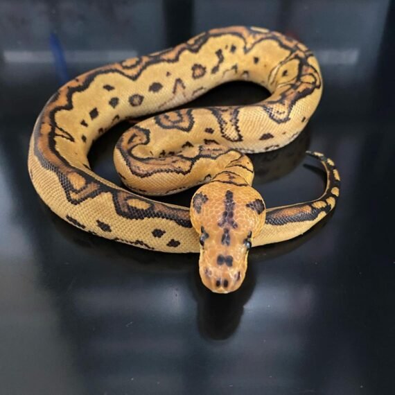 Fire Leopard Clown Het Pied Ball Python