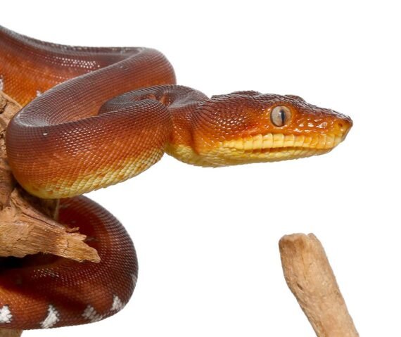 Amazon Basin Emerald Tree Boa