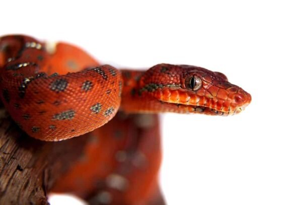 Baby Emerald Tree Boa