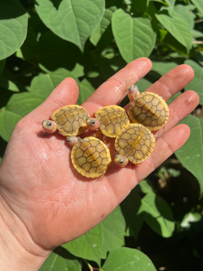 Baby Caramel Pink Albino Red Eared Slider Turtle (Trachemys elegans ...